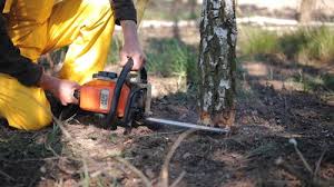 Best Emergency Tree Removal  in Chamblee, GA