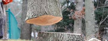Best Tree Health Inspection  in Chamblee, GA