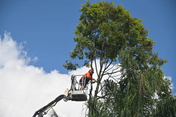 Best Seasonal Cleanup (Spring/Fall)  in Chamblee, GA